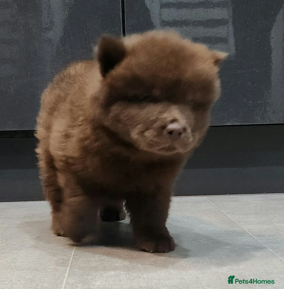 Chow Chow dogs for sale: Chow chow pedigree pups REDUCED!! - Advert 26