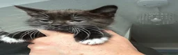 Mixed Breed cats for sale: Male kitten  ready now  in Rochester - Advert 3