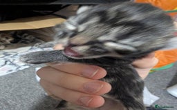 Mixed Breed cats for sale: Beautiful kittens - Image 14