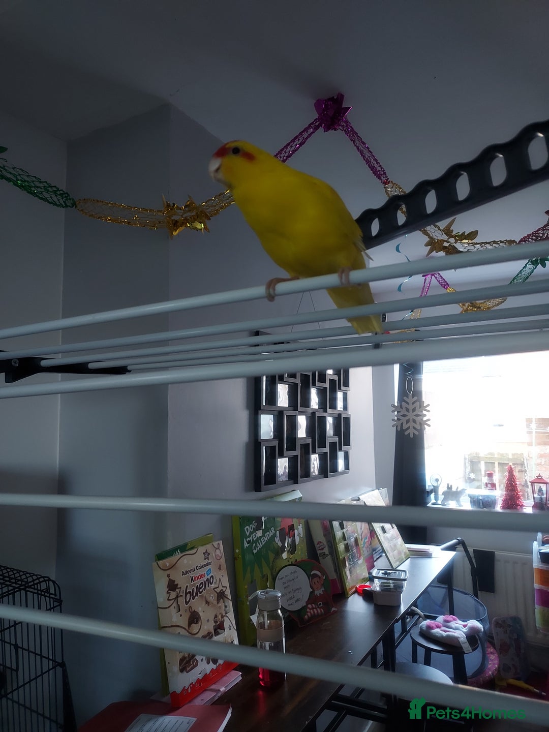 Parakeets birds for sale: A quaker parrot and kakariki  - Advert 2