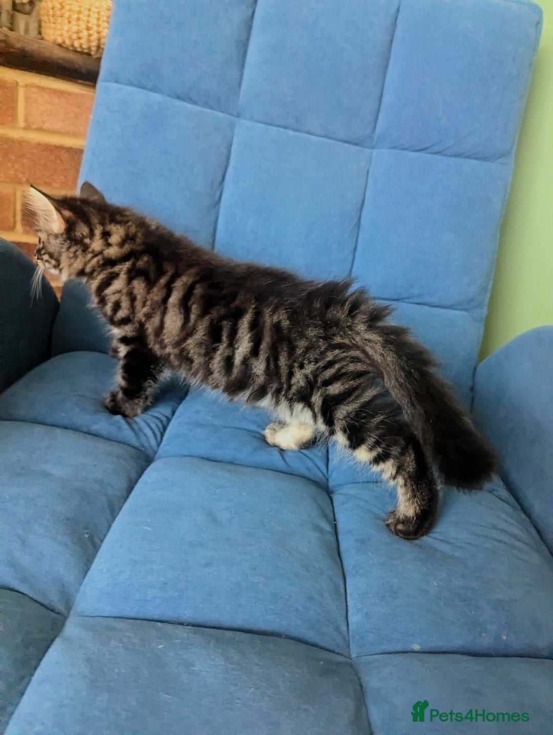 Domestic Shorthair cats for sale: 2 adorable kittens looking for loving home - Image 2