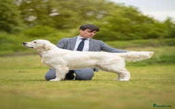 Golden Retriever dogs for sale: Outstanding Champion Lines KC Registered - Image 2