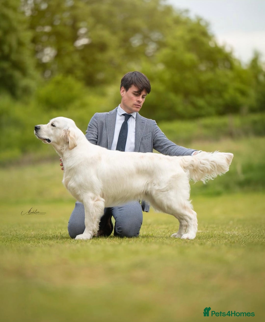 Golden Retriever dogs for sale: Outstanding Champion Lines KC Registered - Image 2
