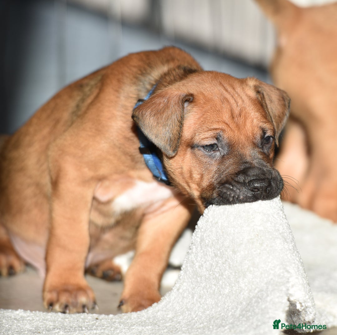 Belgian Shepherd Dog dogs for sale: Bullherders top working lines  - Advert 24