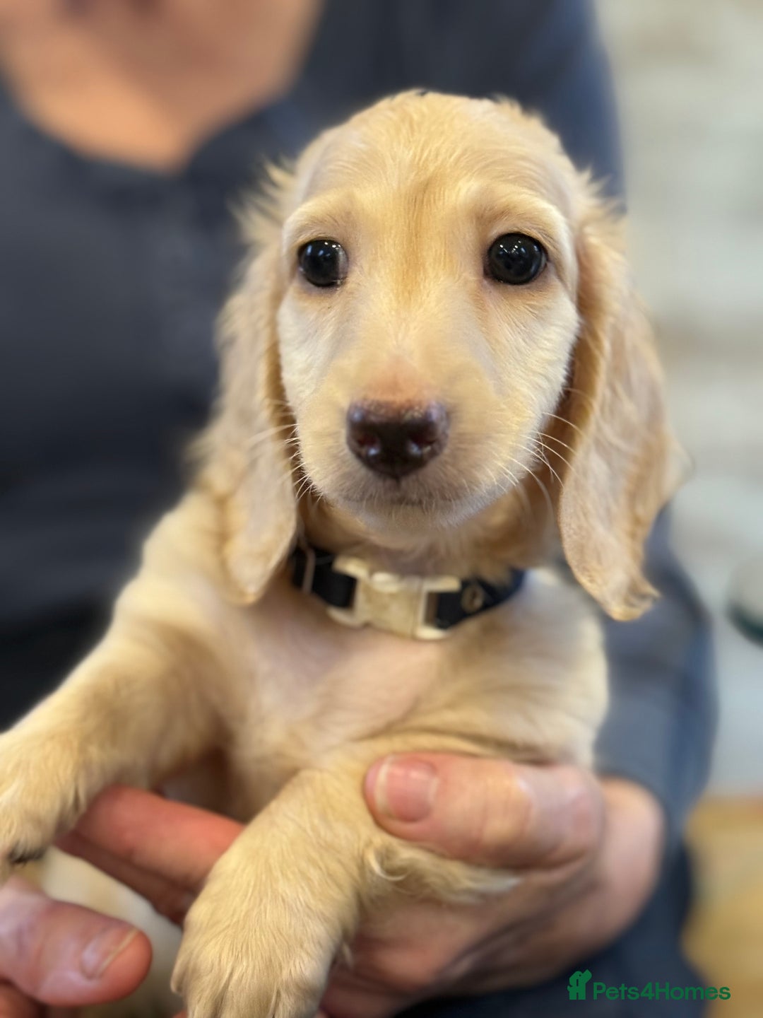 Dachshund dogs for sale: Cream Longhaired Miniature Dachshund Boys  - Image 5