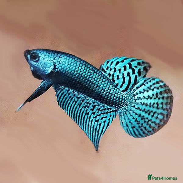 Bettas fish Female Alien Betta - Advert 1
