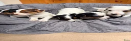 Jack Russell dogs for sale: Jack Russell  - Advert 21