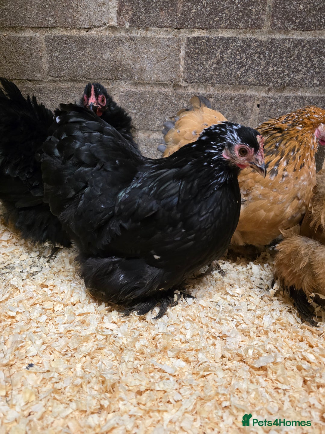 Chickens poultry for sale: Pekin Bantam Pullets POL  - Advert 6