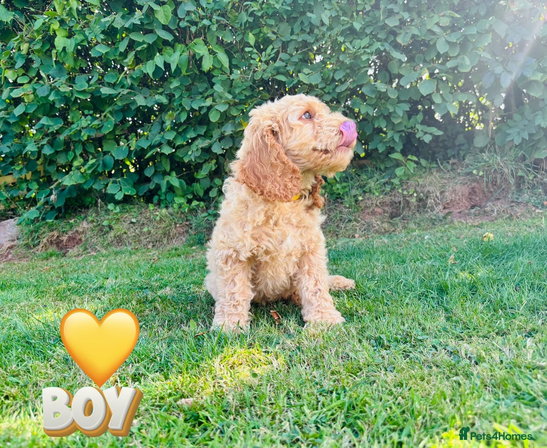 Cockapoo dogs for sale: 6 beautiful champagne and gold 🐶  - Image 16