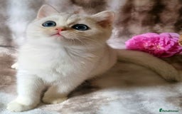 British Shorthair cats for sale: GOLDEN & SILVER BRITISH SHORTHAIR KITTENS TICA - Image 5
