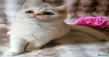 British Shorthair cats - Advert 10