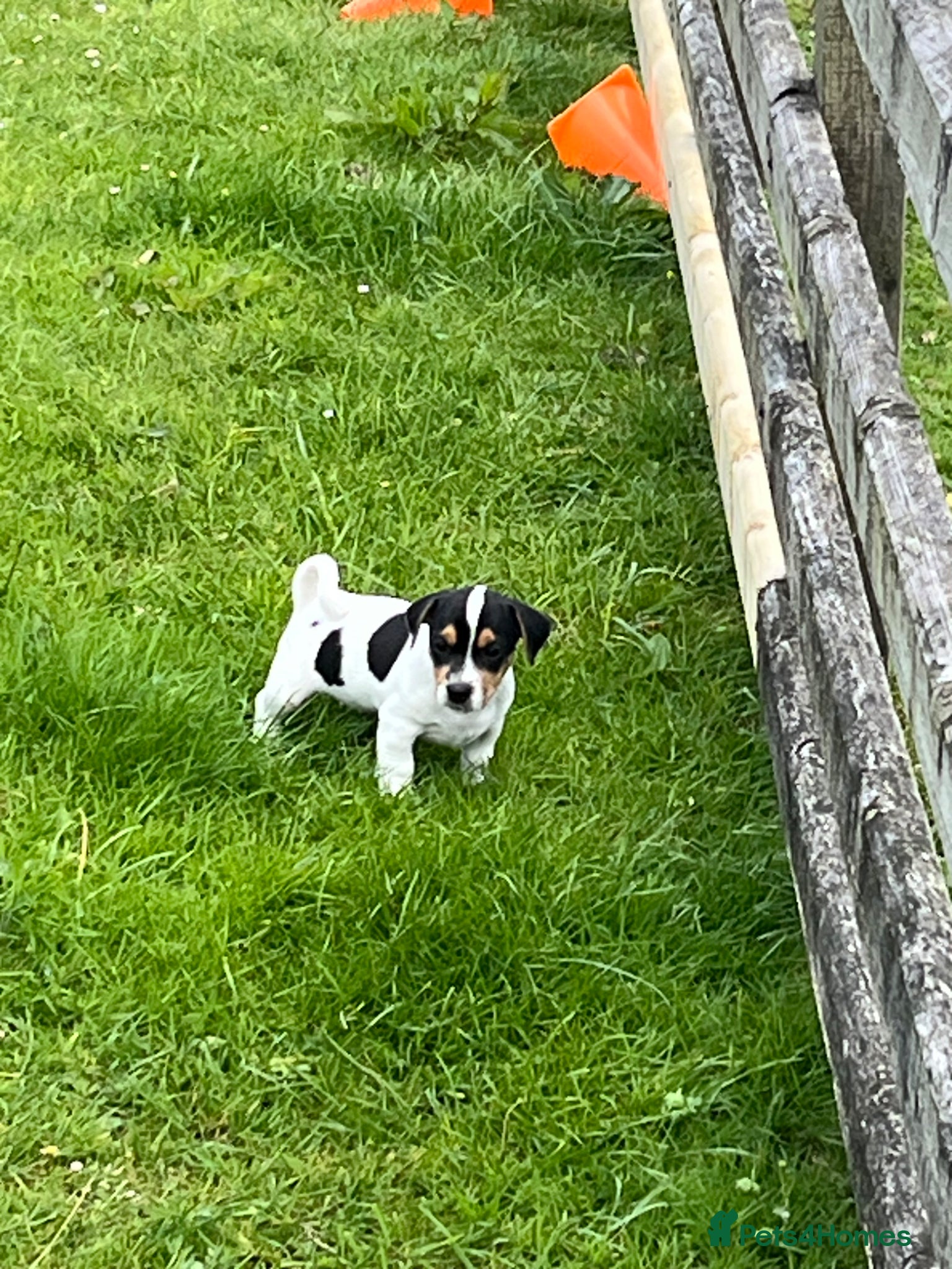 Jack Russell dogs jack russell puppies  - Advert 2