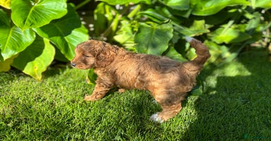 Cockapoo dogs - Advert 5