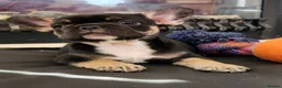 French Bulldog dogs for sale: Platinum French Bulldog Puppies - Advert 8