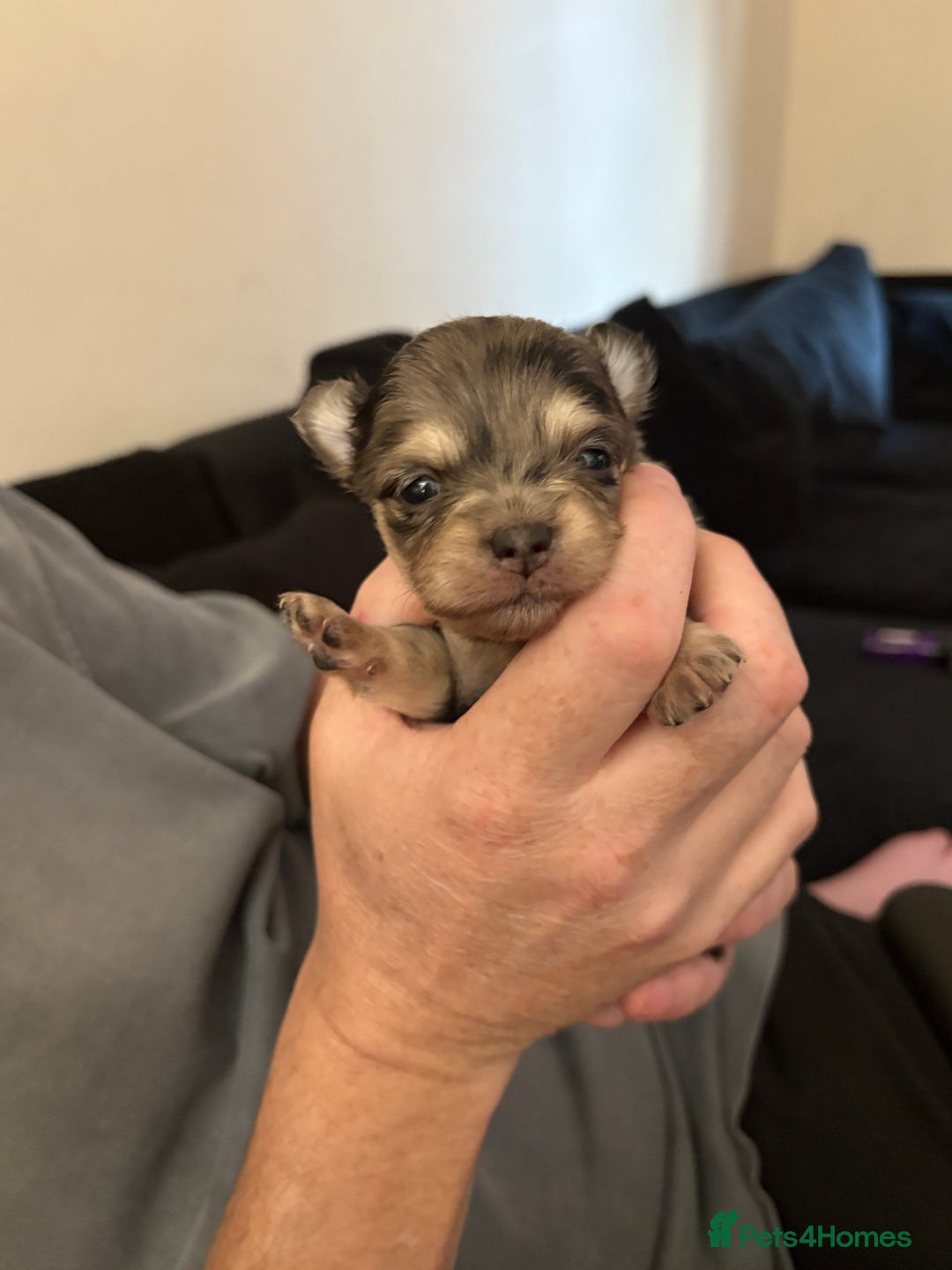 Chihuahua dogs for sale: Chihuahua and Pomchi puppies - Image 11