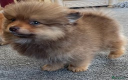 Pomeranian dogs for sale: Pomeranian puppy’s  - Image 4