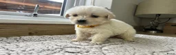 Golden Retriever dogs for sale: Our beautiful golden retriever pups - Advert 4