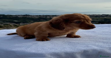 Miniature Dachshund dogs - Advert 6