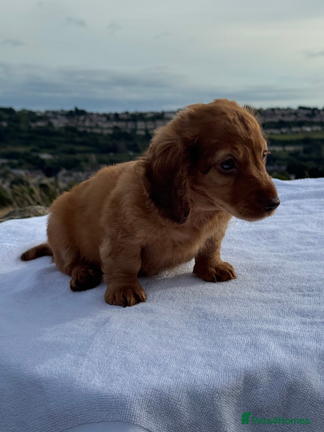 Miniature Dachshund dogs for sale: Last 2 long hair dachshund boys ready  - Image 2