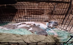 Whippet dogs for sale: Beautiful KC Reg Whippet Puppies - Advert 15
