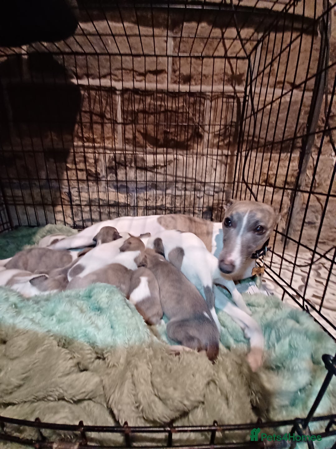 Whippet dogs for sale: Beautiful KC Reg Whippet Puppies - Advert 15