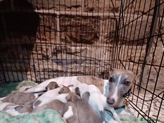 Whippet dogs Beautiful KC Reg Whippet Puppies - Advert 1
