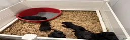 Labrador Retriever dogs for sale: Black Labrador Puppies  Ready 3rd November 2026 🐾 - Advert 2