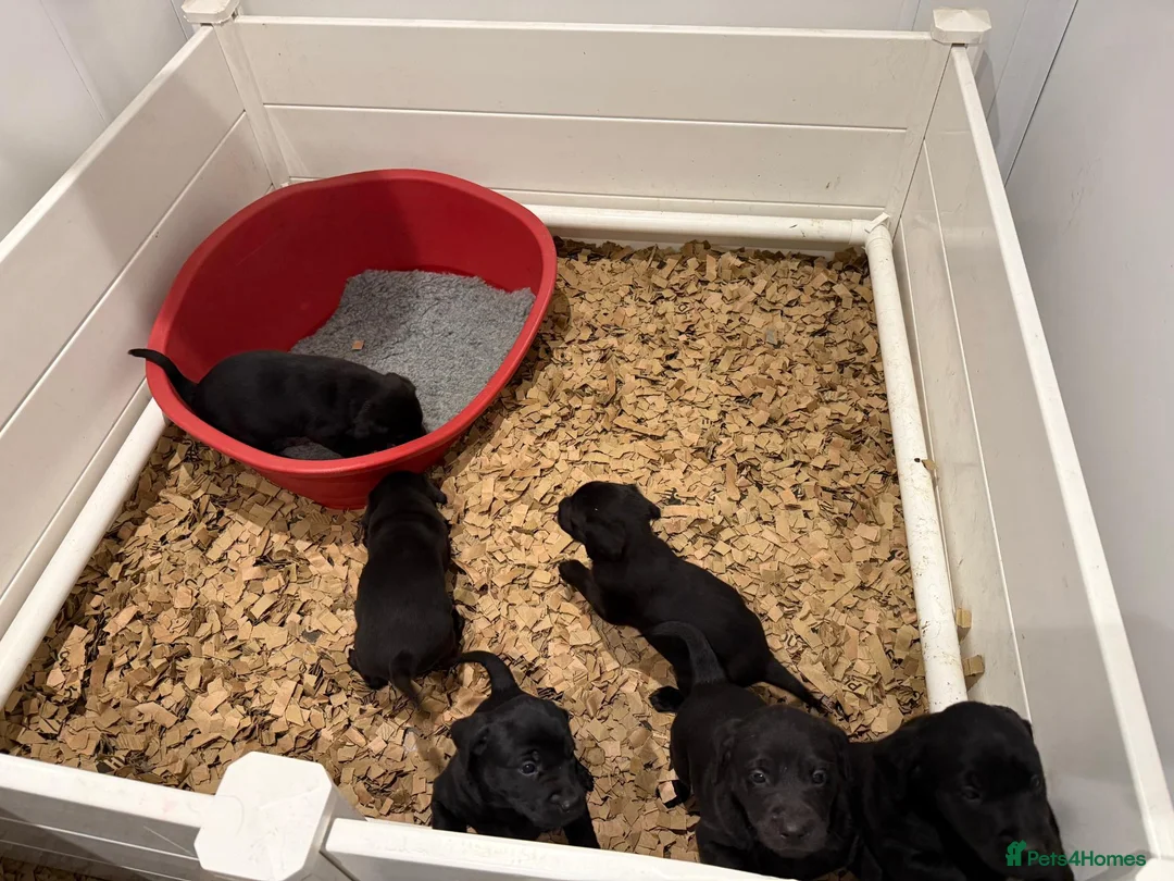 Labrador Retriever dogs for sale: Black Labrador Puppies  Ready 3rd November 2026 🐾 - Advert 2