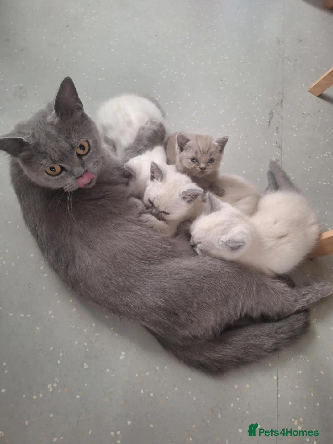 British Shorthair cats for sale: 🥳 BSH kitten, Colour point boy left 😺💕, London  - Advert 2