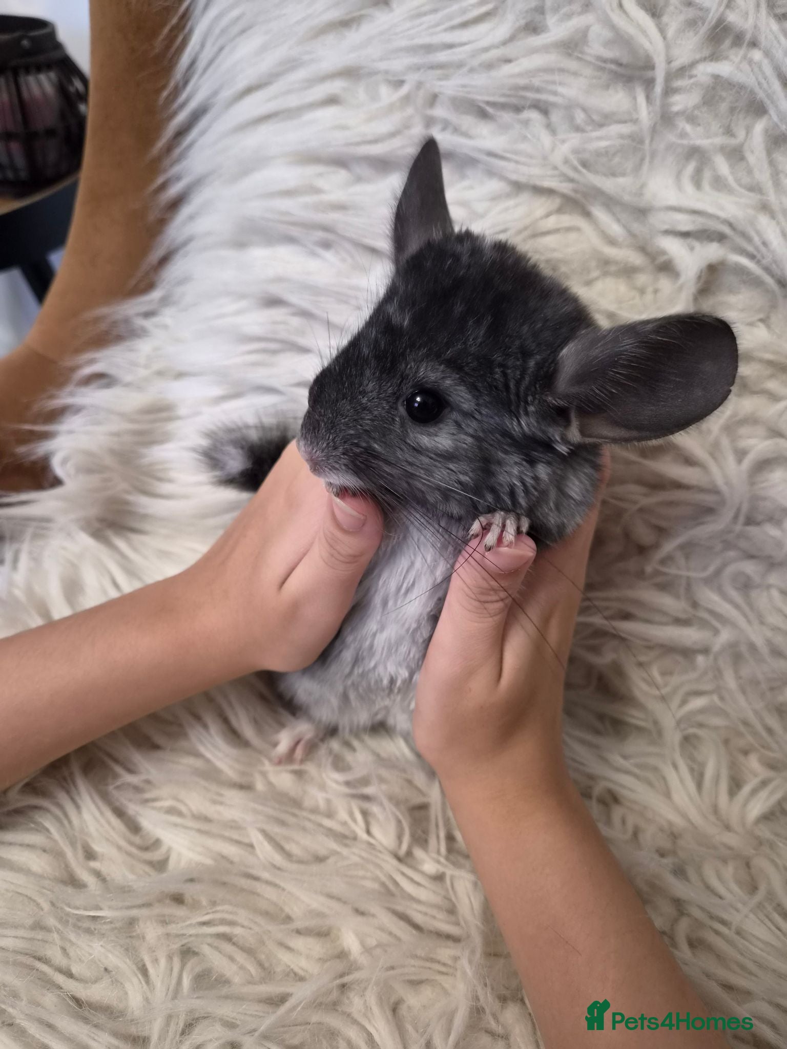 Chinchilla rodents 2 female chinchillas - Advert 1