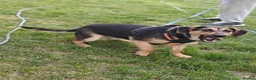 Mixed Breed dogs for adoption: 💙🐶 MARCO – HE LOVES WITH HIS WHOLE HEART - Advert 9