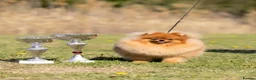 Pomeranian dogs for sale: High Quality Show Pomeranian puppies Champion Mum - Advert 29