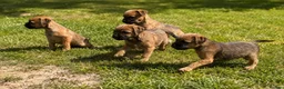 Border Terrier dogs for sale: Pure border terrier pups  - Advert 10