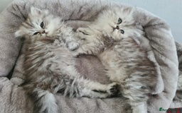 Persian cats for sale: Persian beautiful Kitten for sale Girl/Female - Image 1