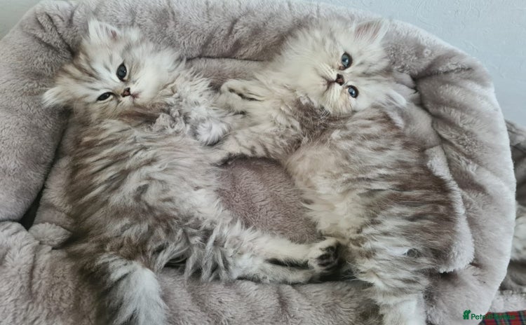 Persian cats - Advert 14