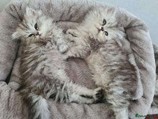 Persian cats - Advert 28