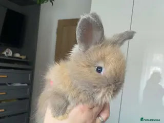 Angora rabbits Pure Breed Full Face Angora Kits - Advert 1