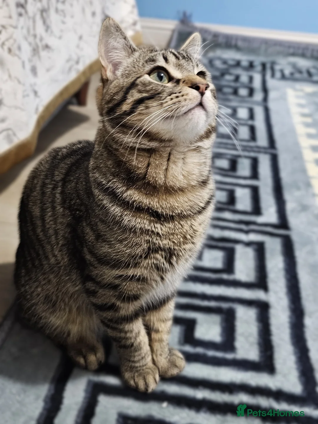 Mixed Breed cats for adoption: Super sweet, super playful, super cat! - Advert 2