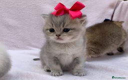 British Shorthair cats for sale: 💕Pedigree GCCF blue golden British shorthair - Image 17