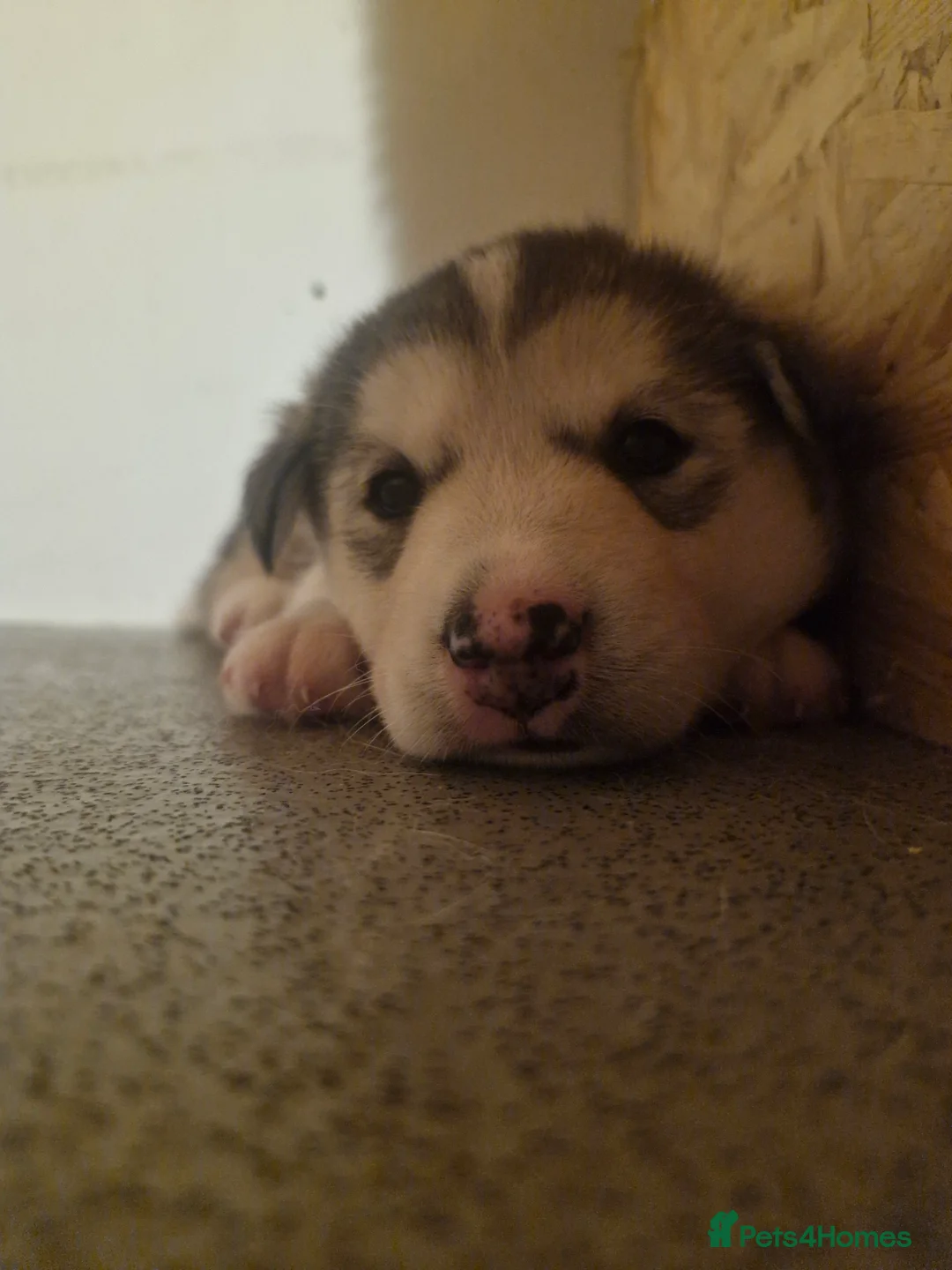 Siberian Husky dogs for sale: 3 beautiful husky puppies  in Blackburn - Advert 22