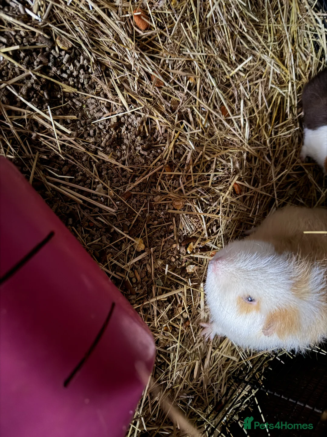 Guinea Pig rodents for sale: One eyed lovely boy 😃 - Advert 2