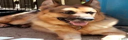 German Shepherd dogs for sale: 3 year old boy  in Sheffield - Advert 5