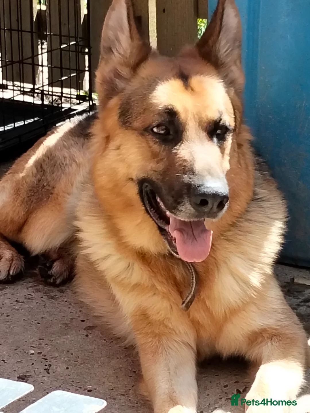 German Shepherd dogs for sale: 3 year old boy  in Sheffield - Advert 5