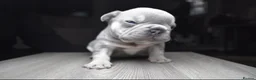 French Bulldog dogs for stud: Lilac and tan carrying Isabella  - Advert 10