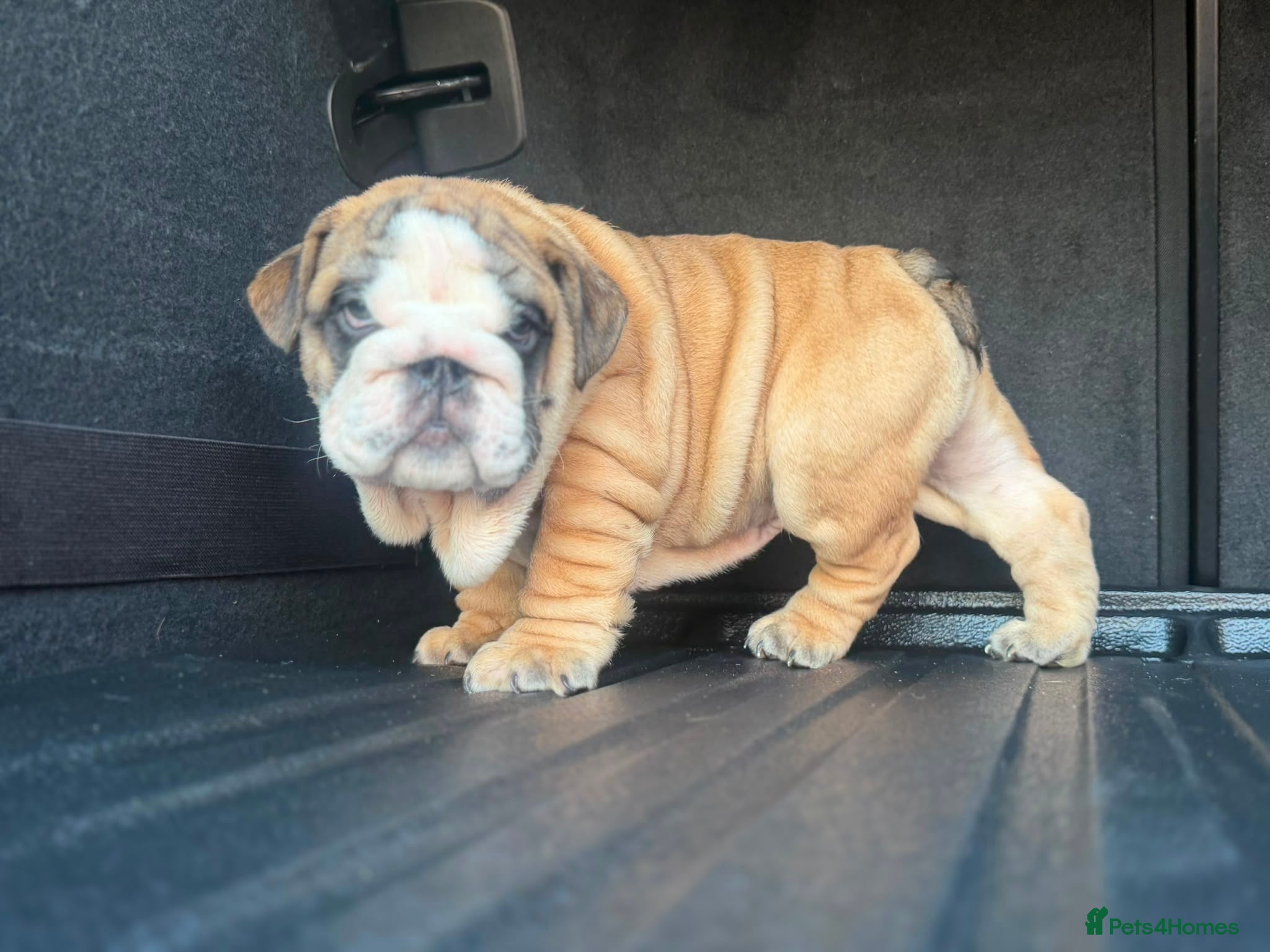 English Bulldog dogs Quality English bulldogs - Advert 1