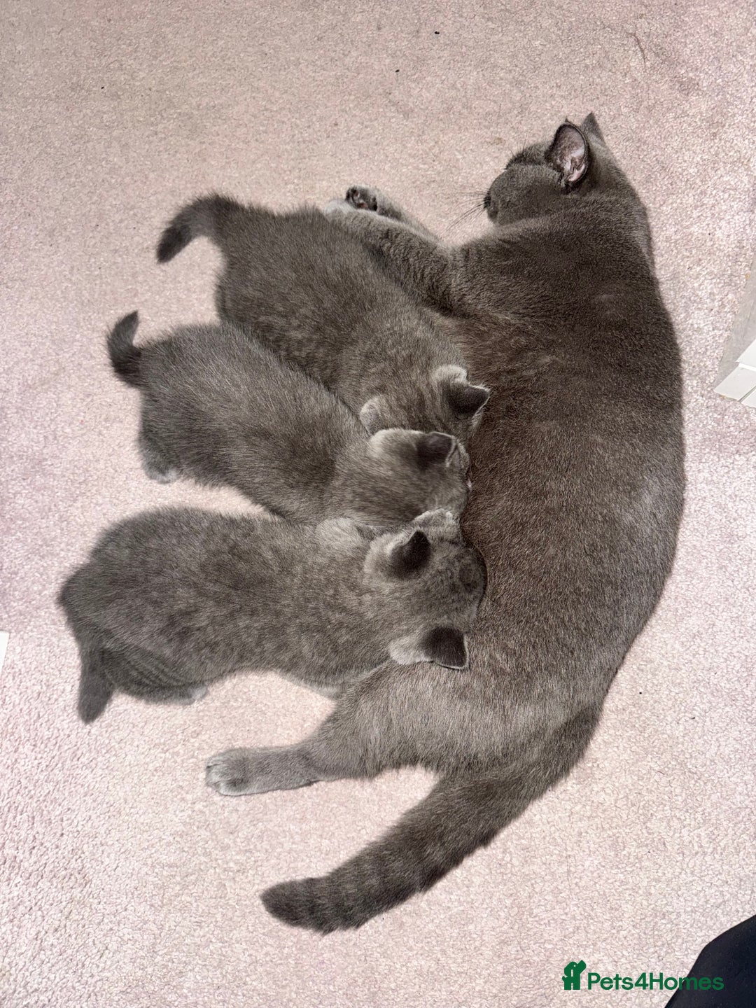 British Shorthair cats for sale: British Shorthair Blue 3 Girls GCCF registered  - Advert 11