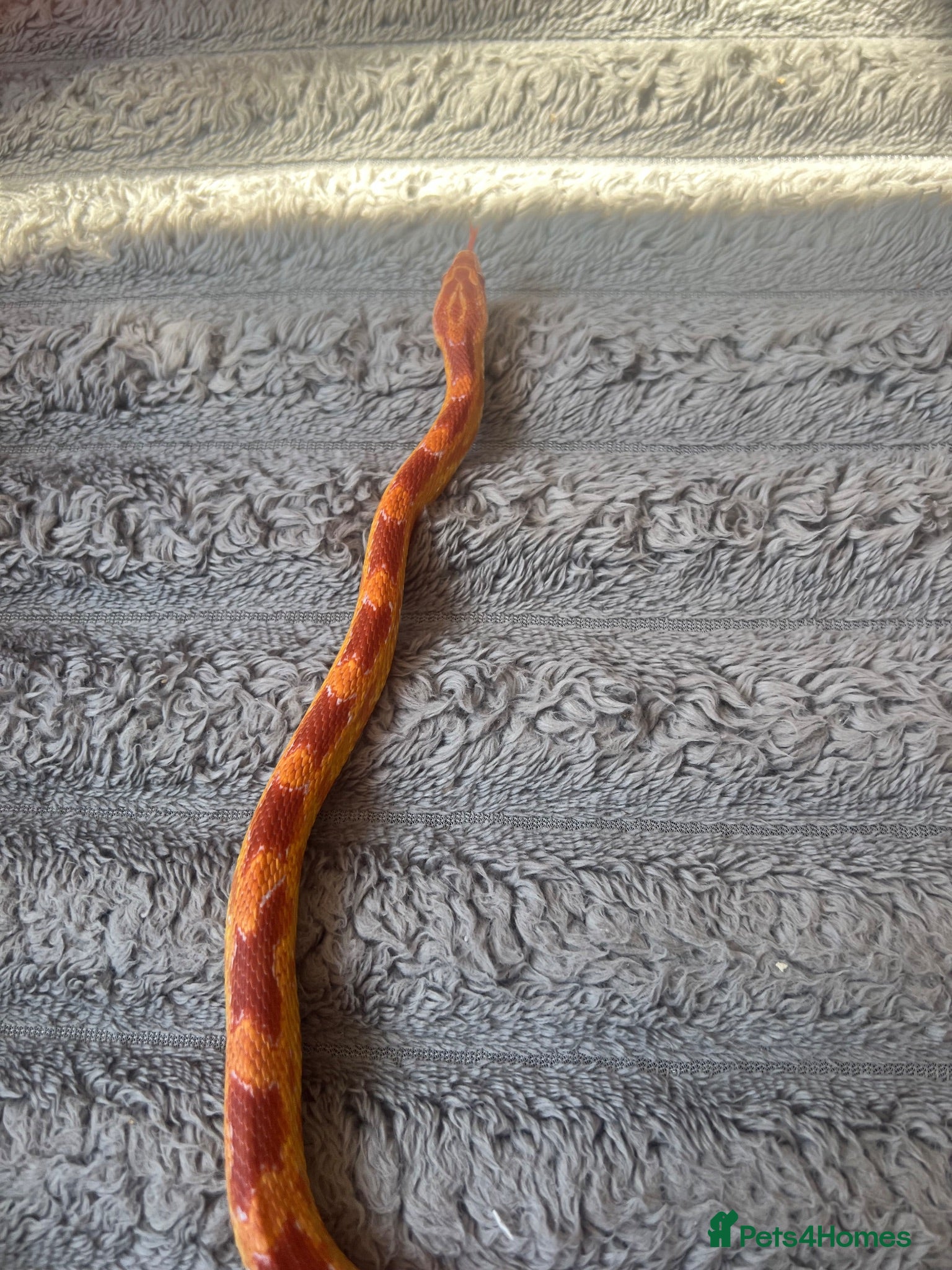 Corn Snake reptiles Albino Corn Snake  - Advert 5