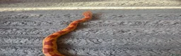 Corn Snake reptiles for sale: Albino Corn Snake  in Broadstone - Advert 1