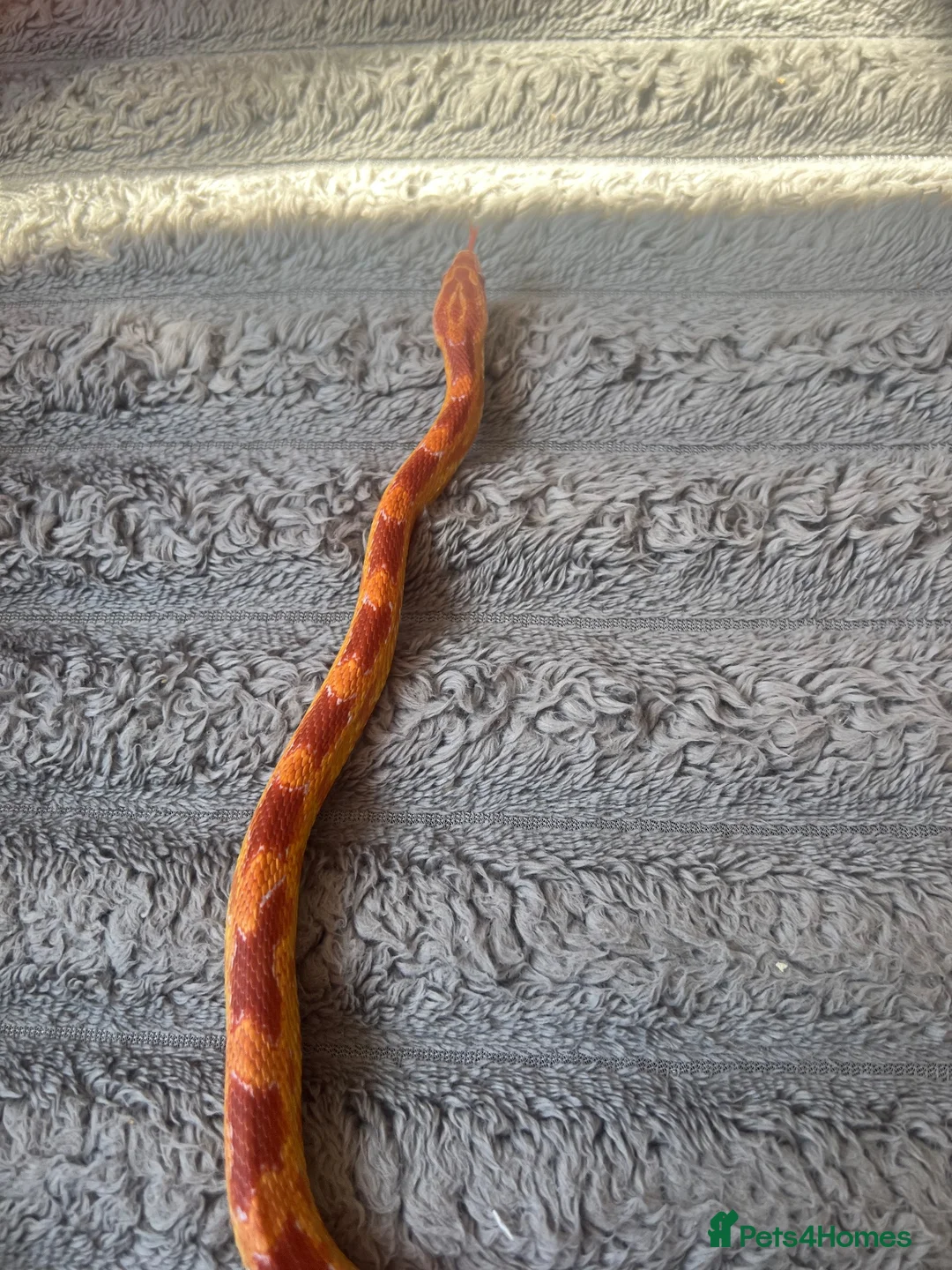 Corn Snake reptiles for sale: Albino Corn Snake  in Broadstone - Advert 1