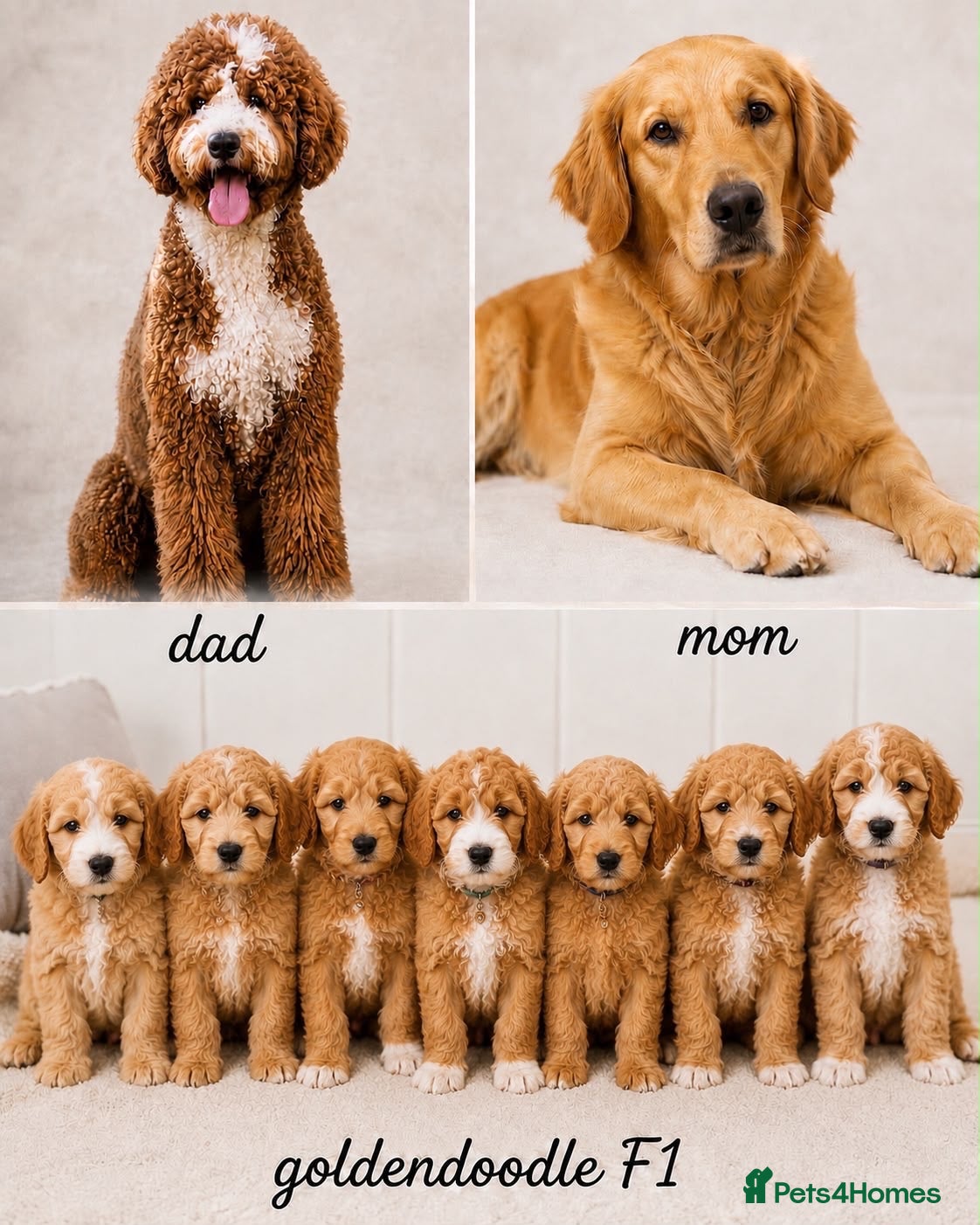 Goldendoodle dogs F1 Goldendoodle Puppies Reservations Now Open - Advert 4